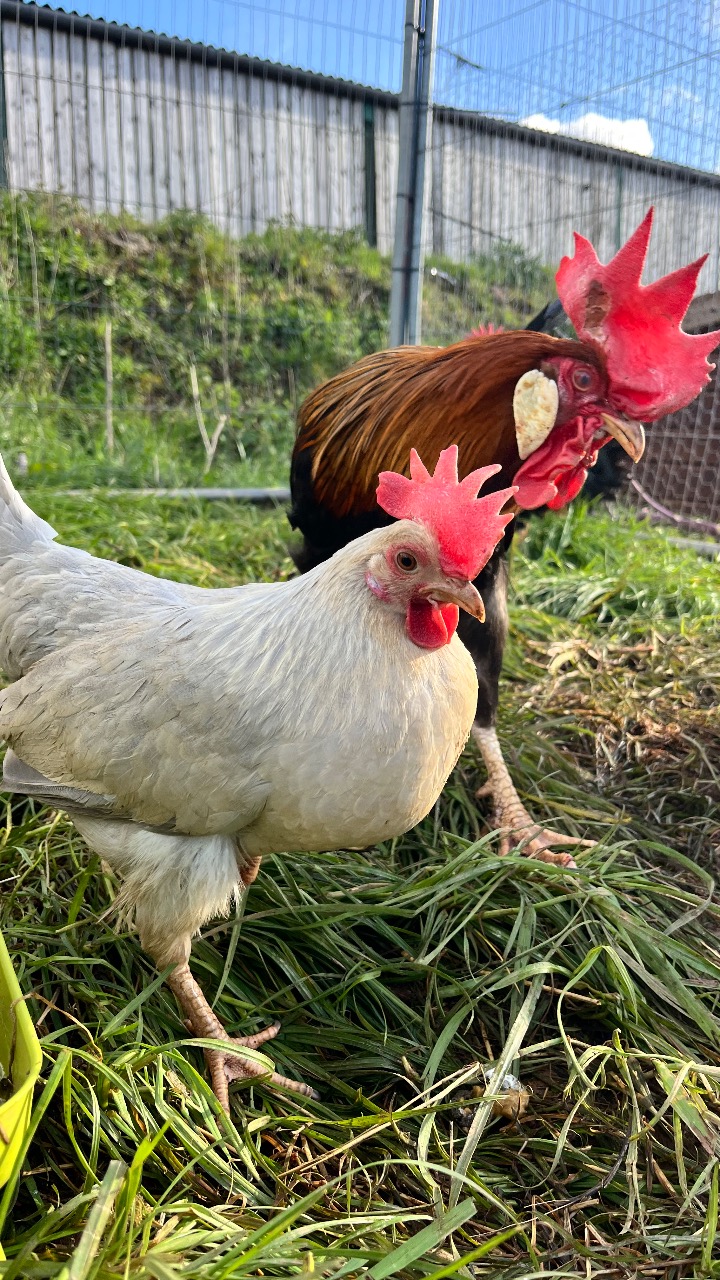 Brown Leghorn Split Hatching Eggs 5