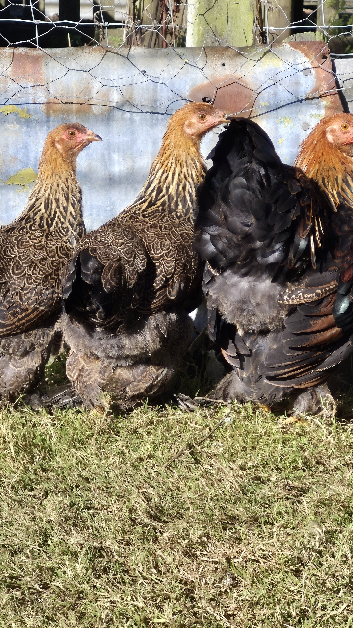 gold partridge brahma bantam trio 2