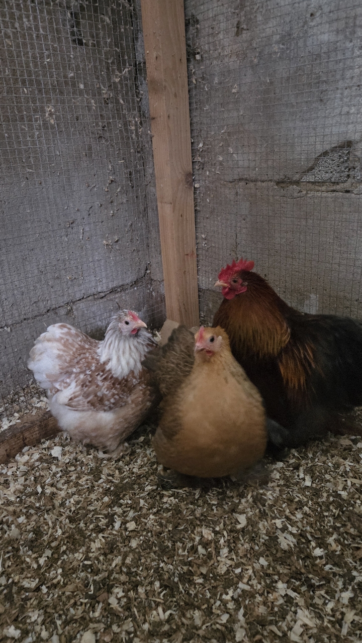 Mixed pekin hatching eggs 2