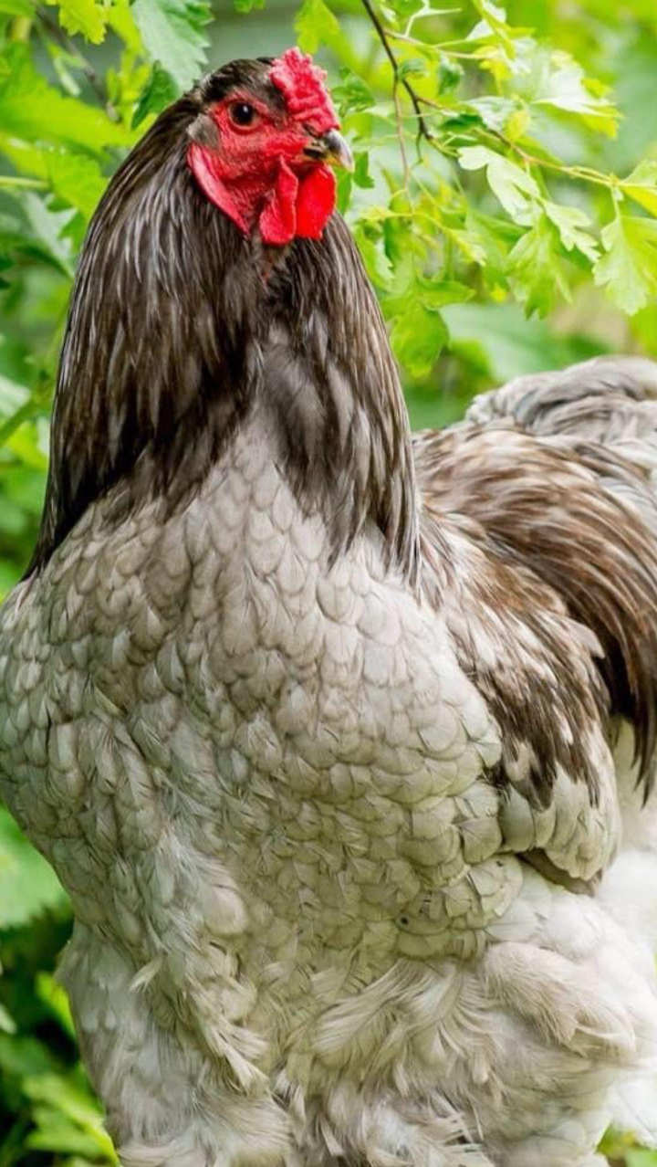 Giant Brahma Hatching eggs Fertility guarantee ! 4