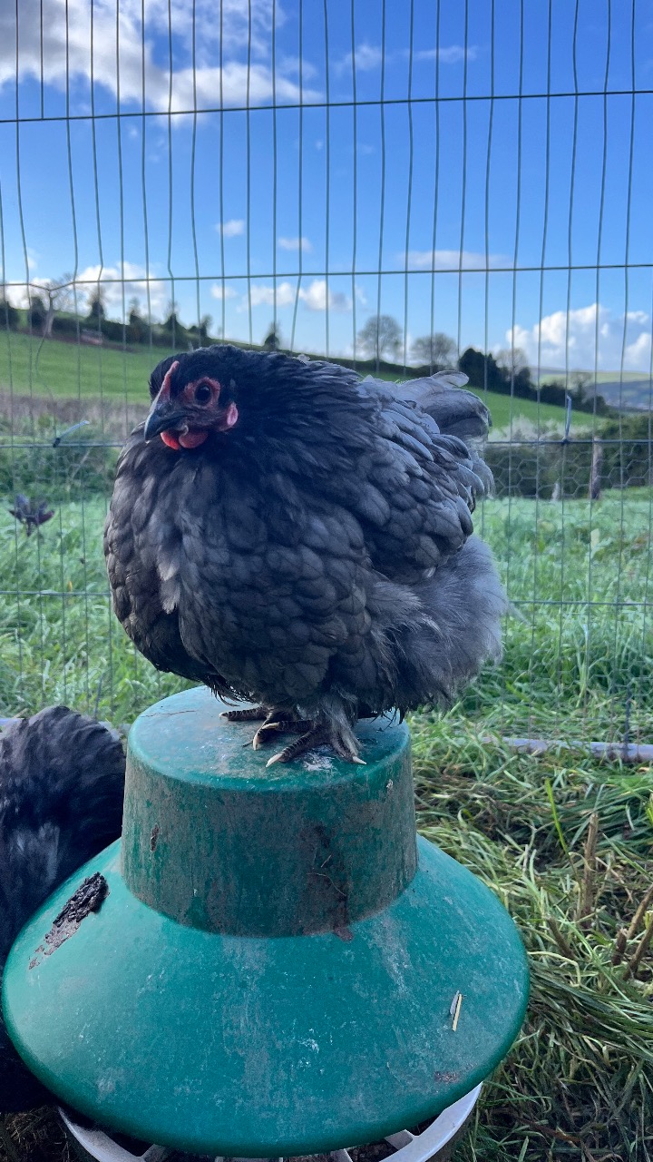 Blue / Black orpington bantam Hatching Eggs 6