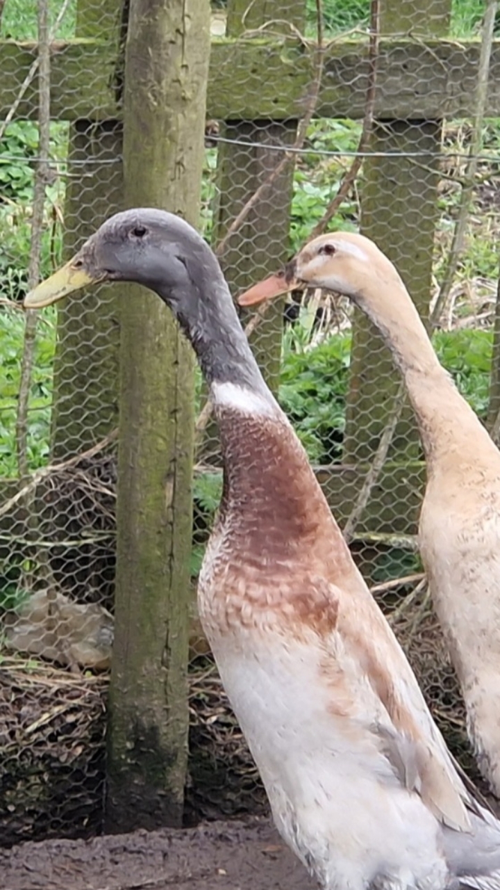 indian runner duck Hatching eggs
