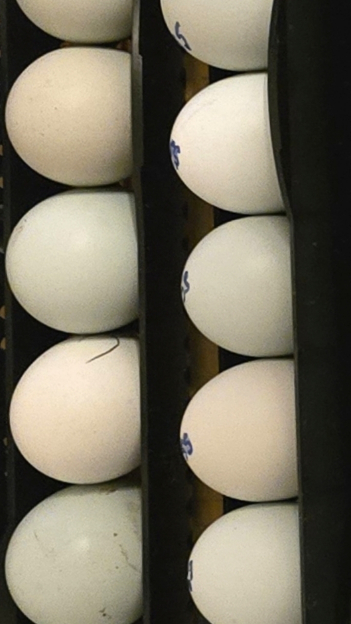 Sapphire Sunsets Hatching Eggs 2