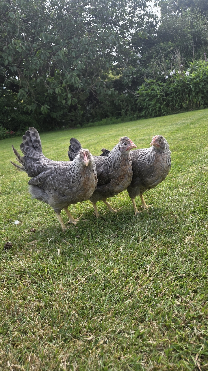 Cream legbar pullets