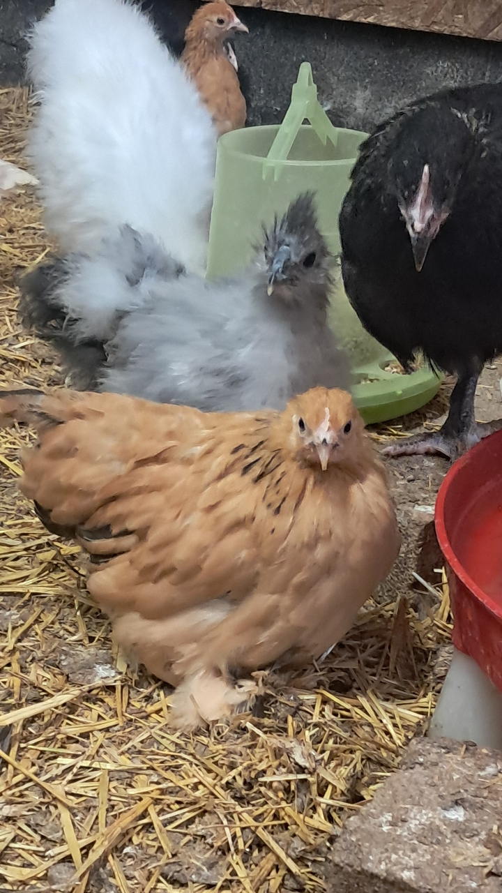 pekin bantam pullets, various colours 3