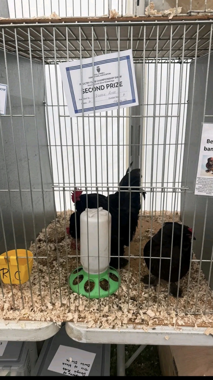 Barbu D'uccle chicks 7