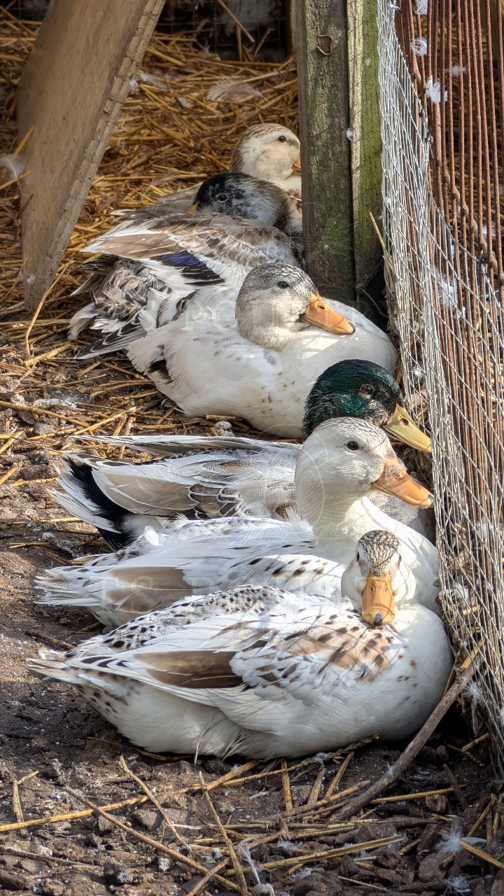 Miniature Silver Appleyard Hatching Eggs 3