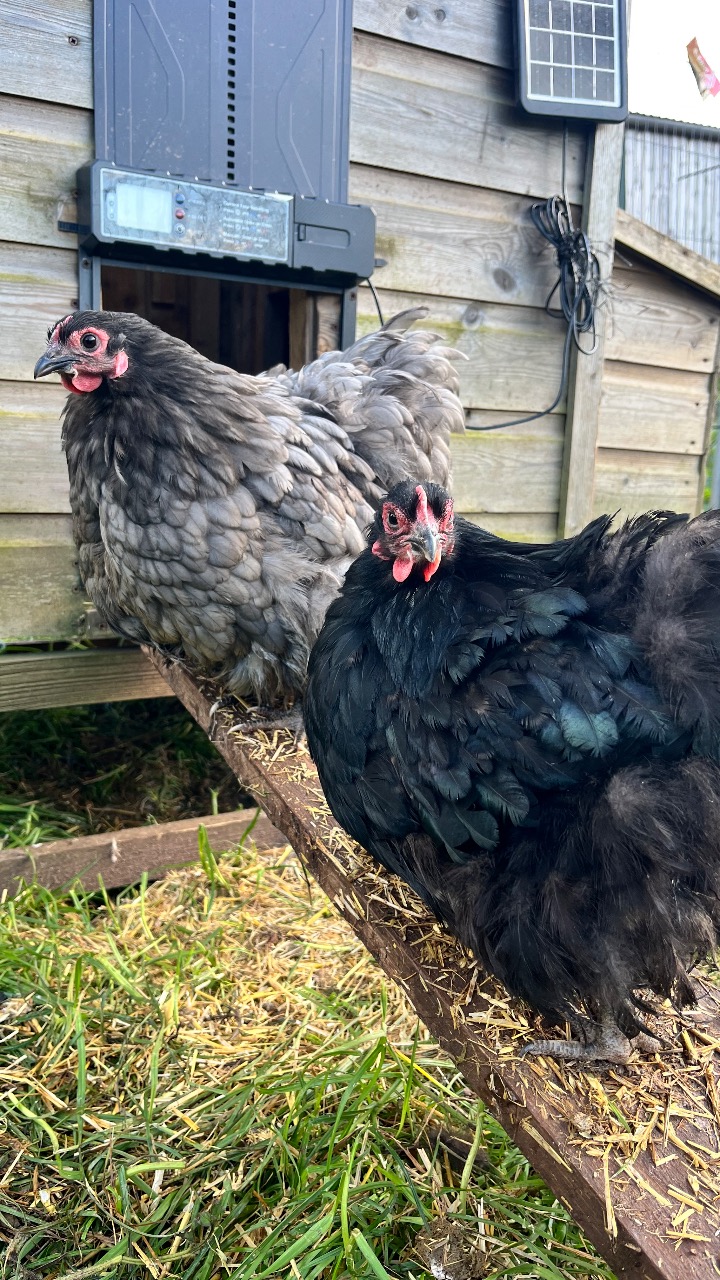 Blue / Black orpington bantam Hatching Eggs 2
