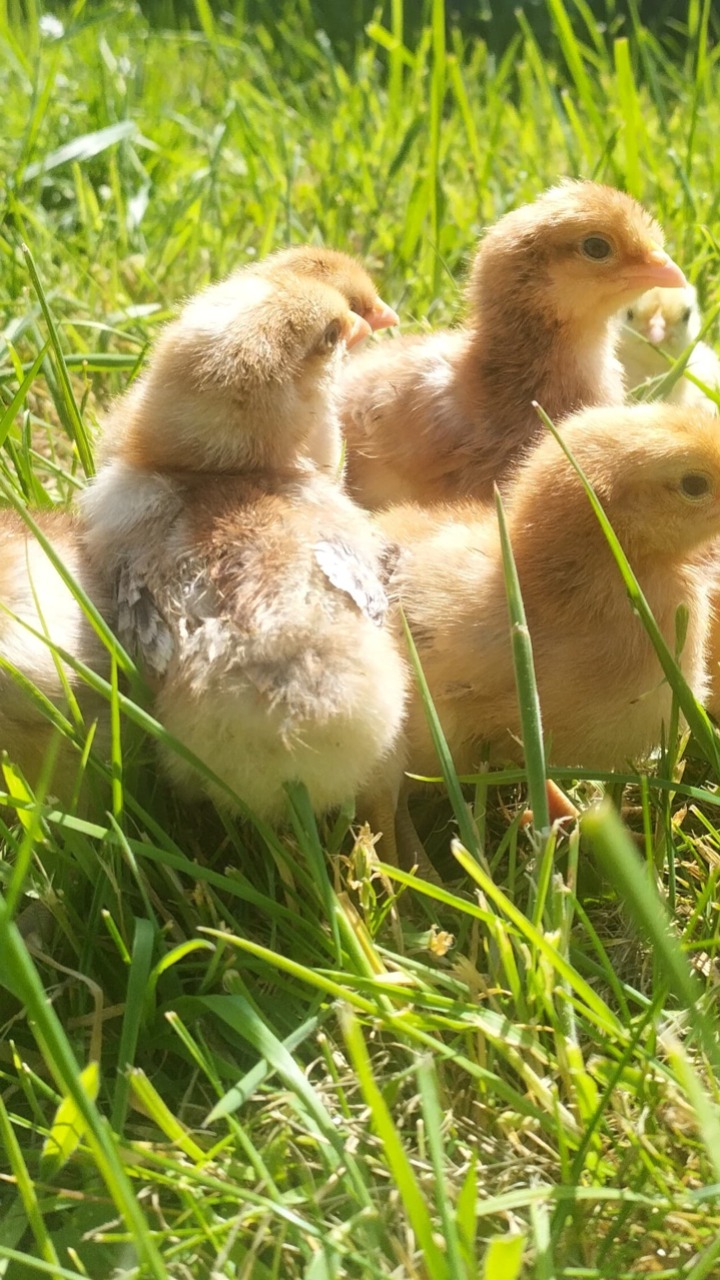 14 Day Old Chicks Mixed 8