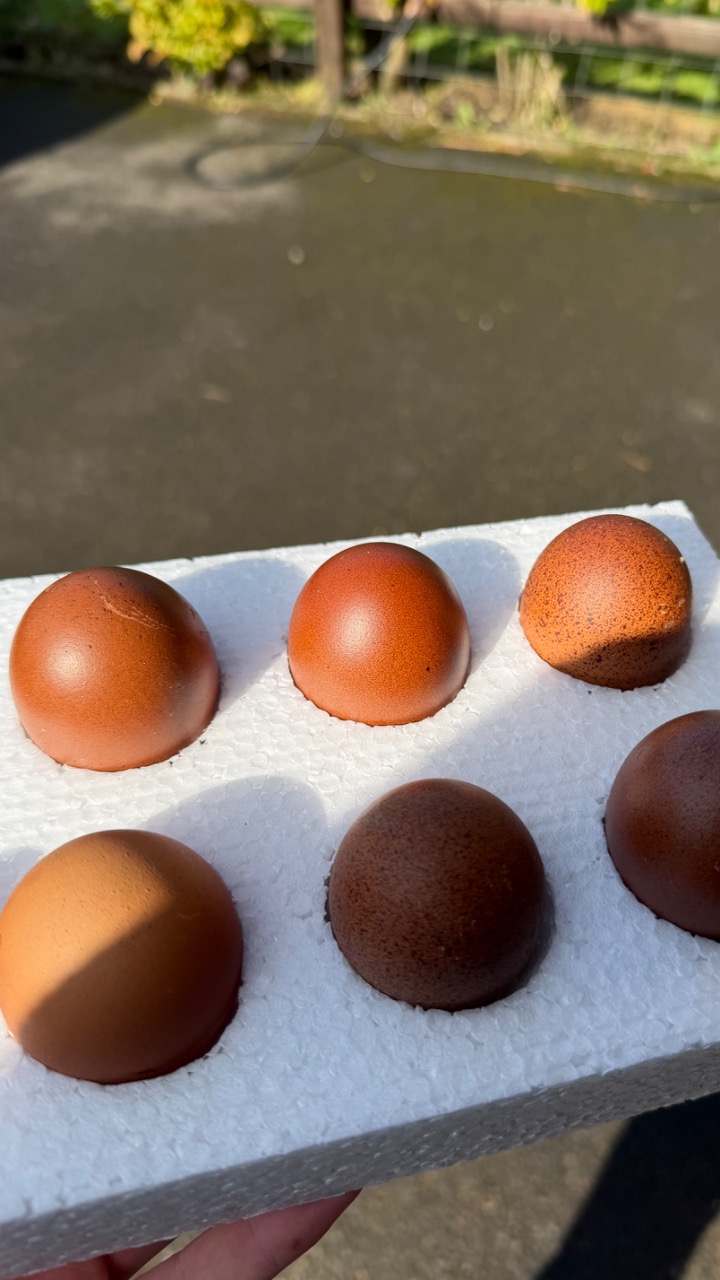 X6 rare breed Welsummer hatching eggs