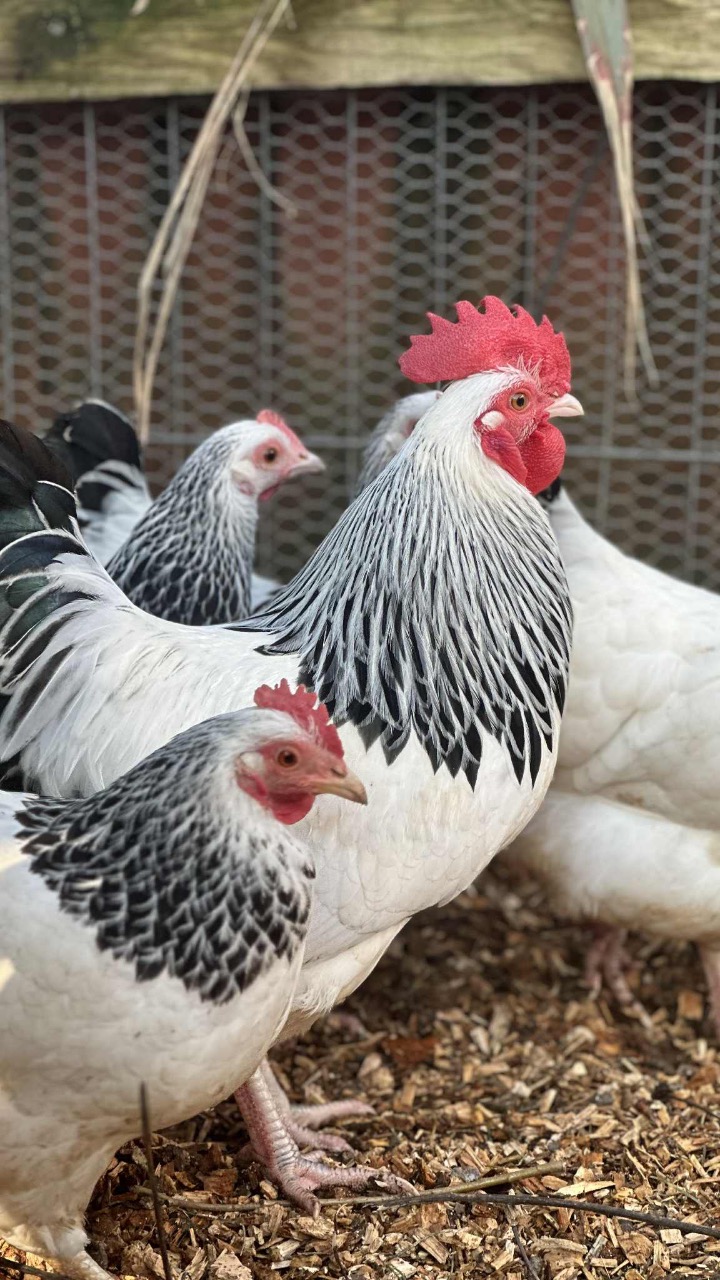 Light Sussex Bantam Hatching Eggs 3