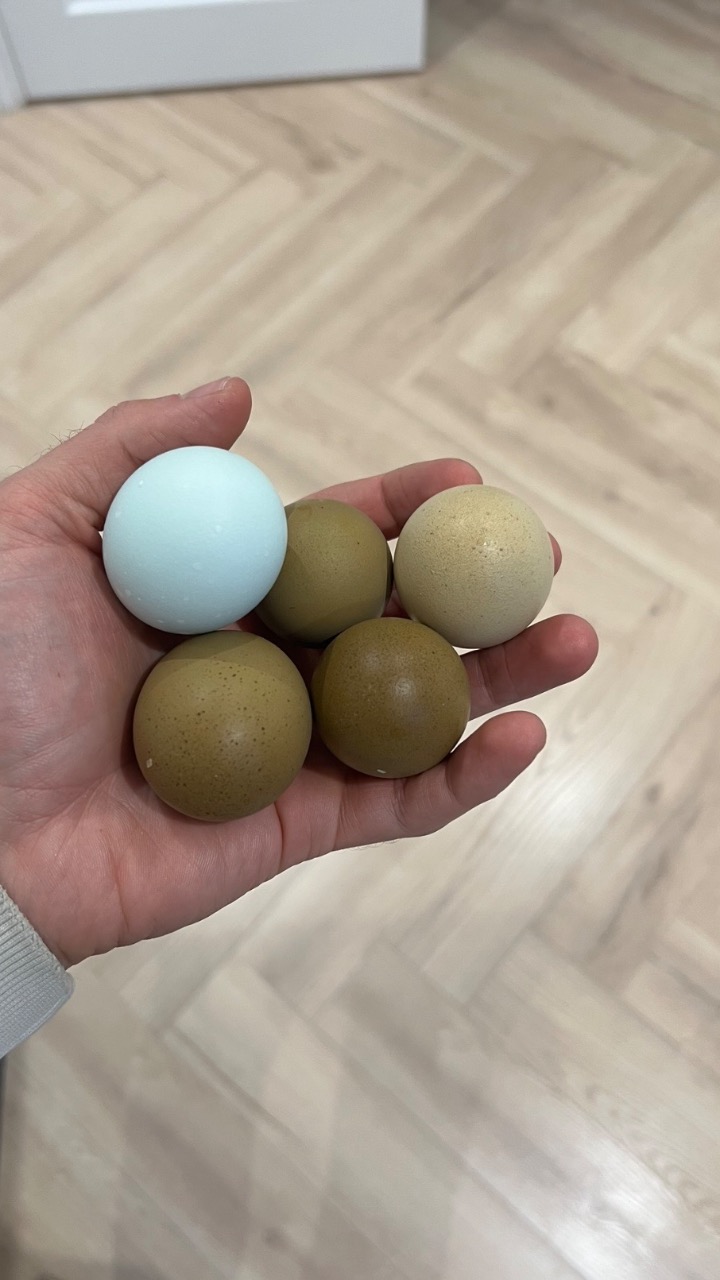 Various hens chicks and hatching eggs 3