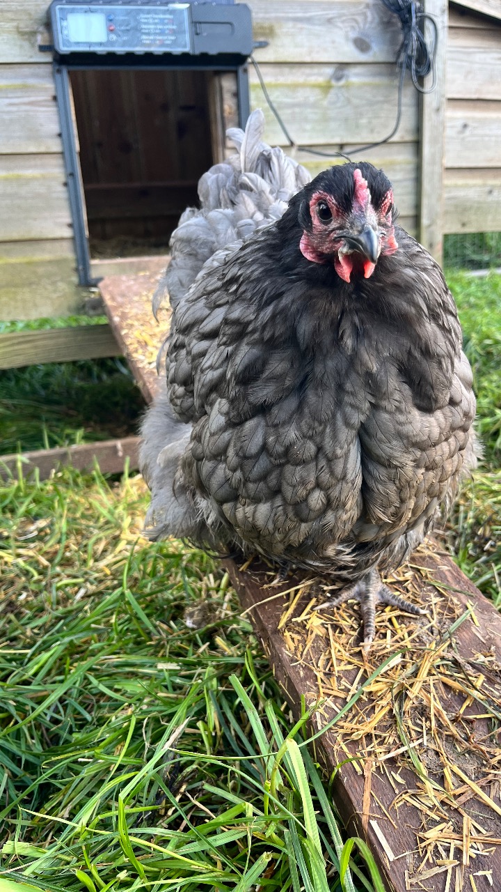 Blue / Black orpington bantam Hatching Eggs 4