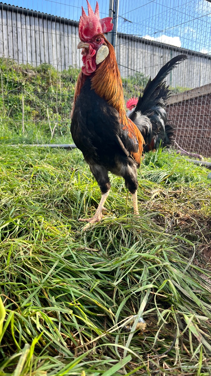 Brown Leghorn Split Hatching Eggs 4