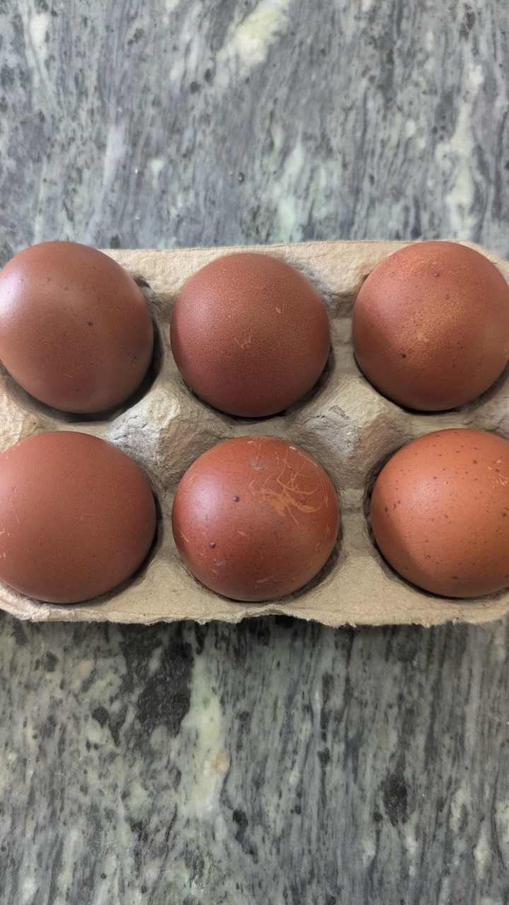 Olive Egger Hatching Eggs 3