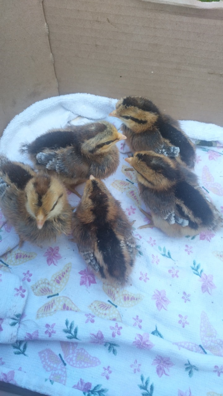 14 Day Old Chicks Mixed 4