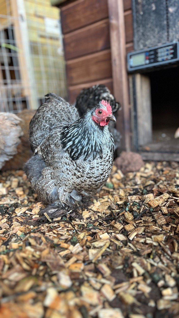 Millifleur Pekin Hatching Eggs 4