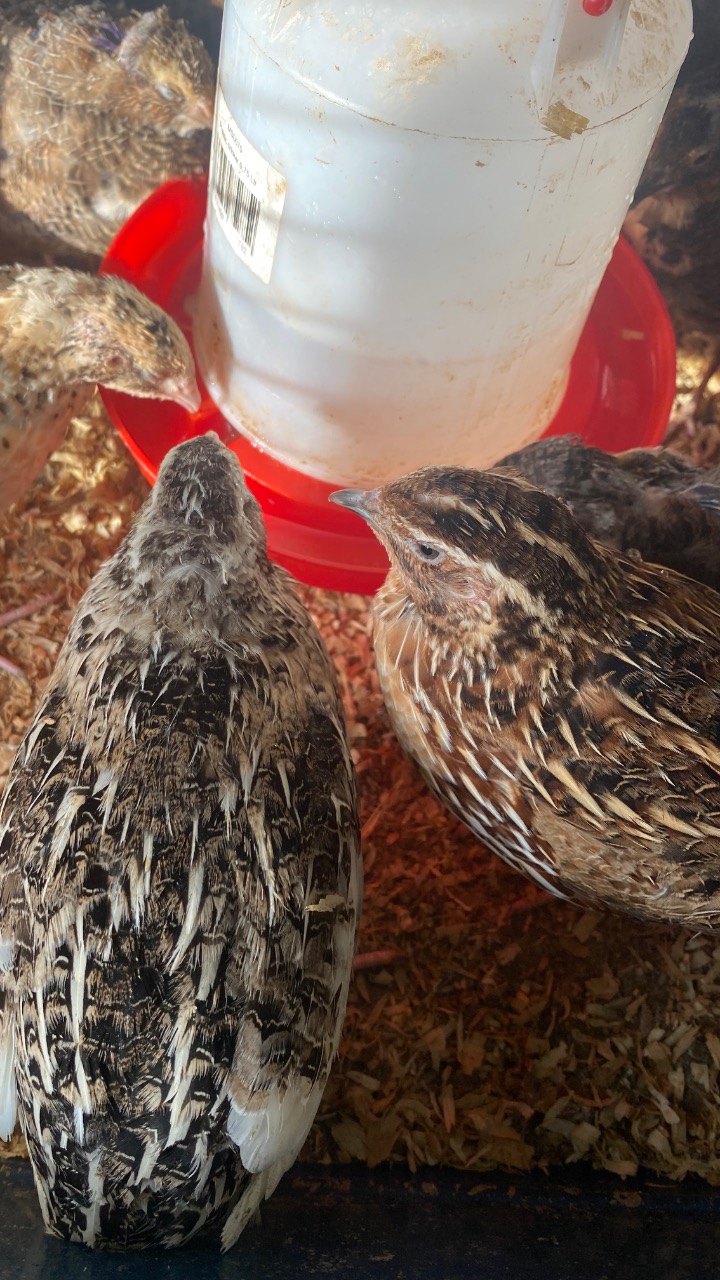 Quail hatching eggs 3