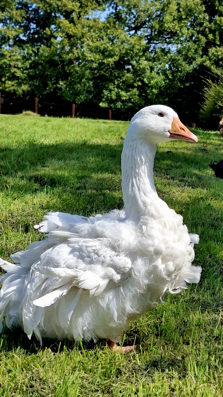 Sebastopol Goslings 4