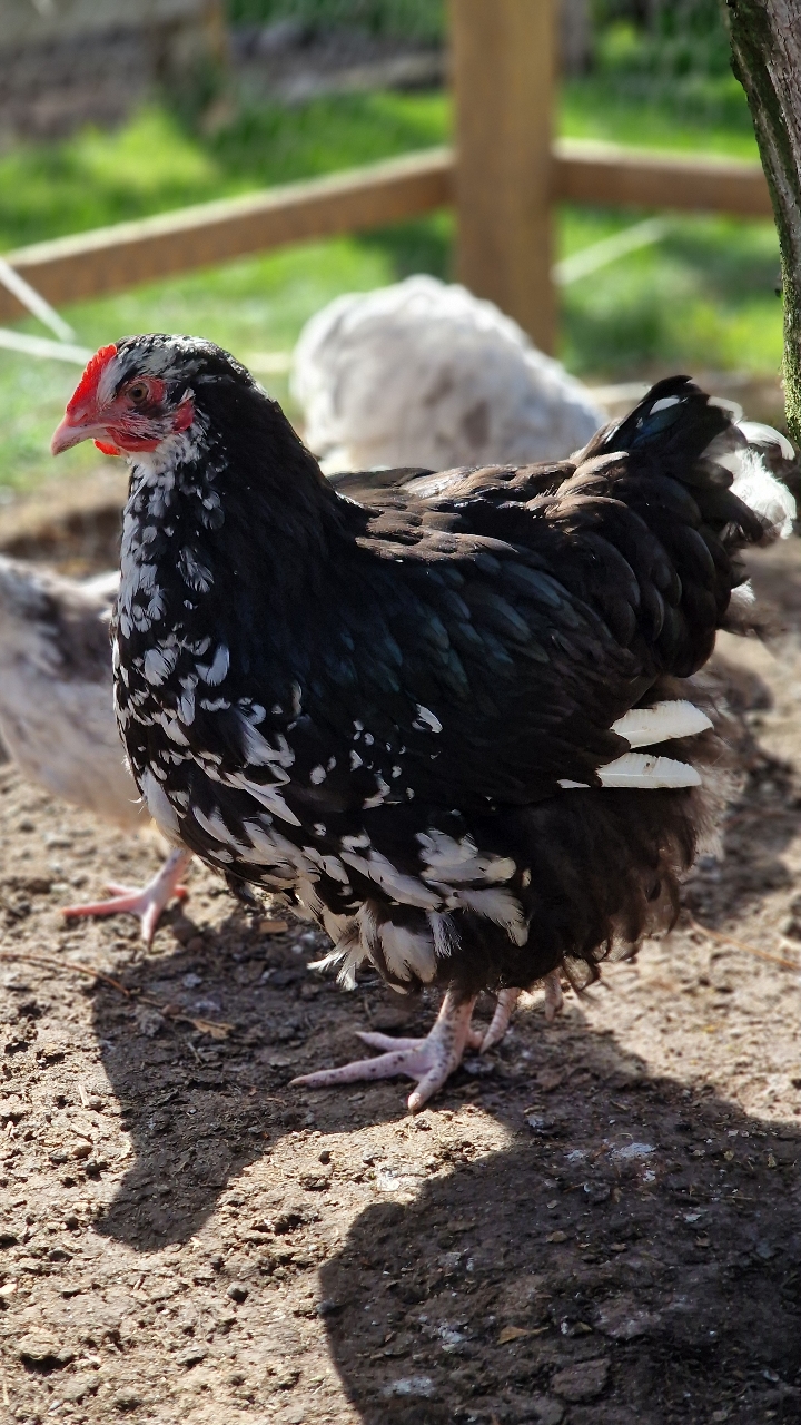 Blue & Black Mottled Orpingtons 3