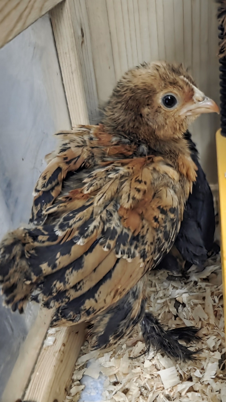 Barbu D'uccle chicks