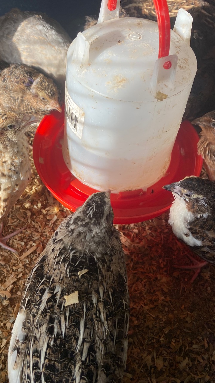 Quail hatching eggs 4