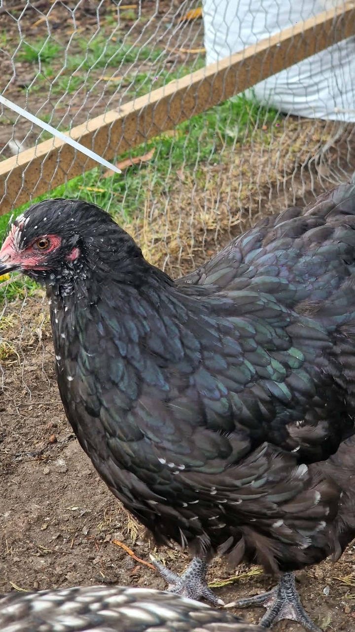 Blue & Black Mottled Orpingtons