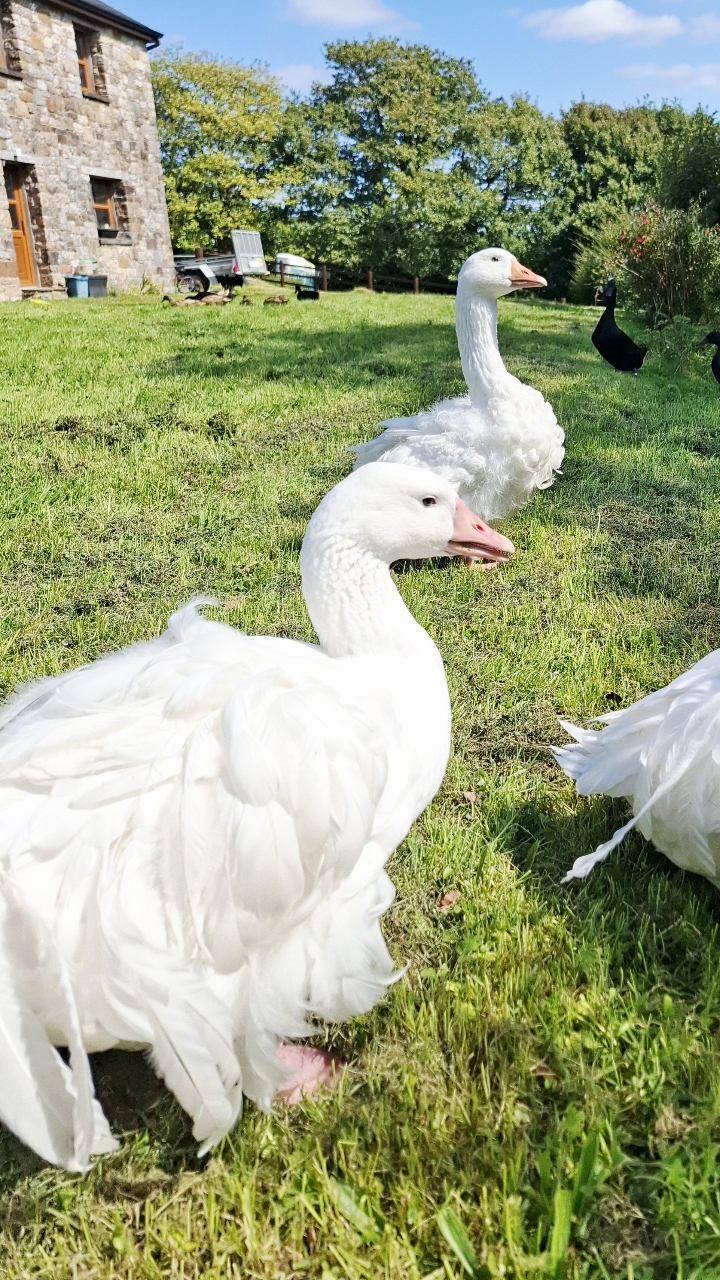 Sebastopol Goslings 5