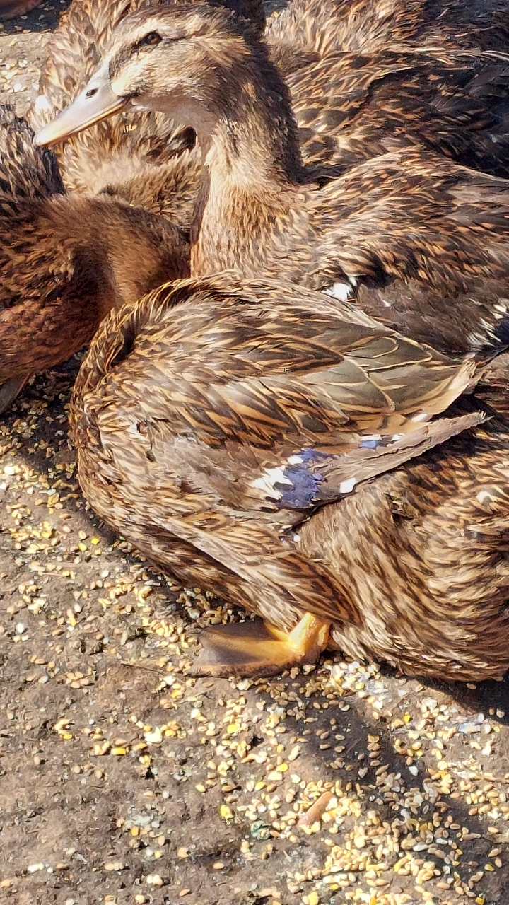 POL Rouen ducks 2