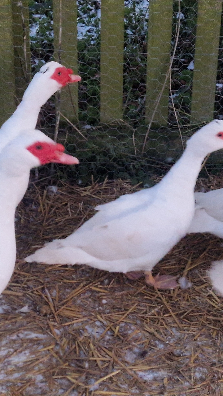 White Muscovy Duck Hatching Eggs