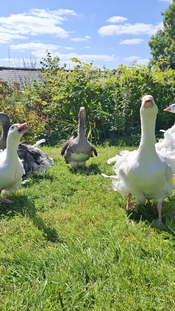 Sebastopol Goslings 2