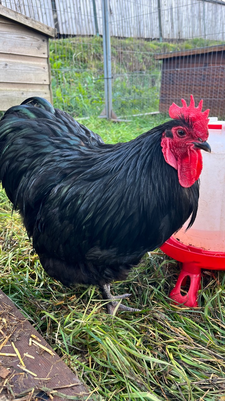Blue / Black orpington bantam Hatching Eggs 3