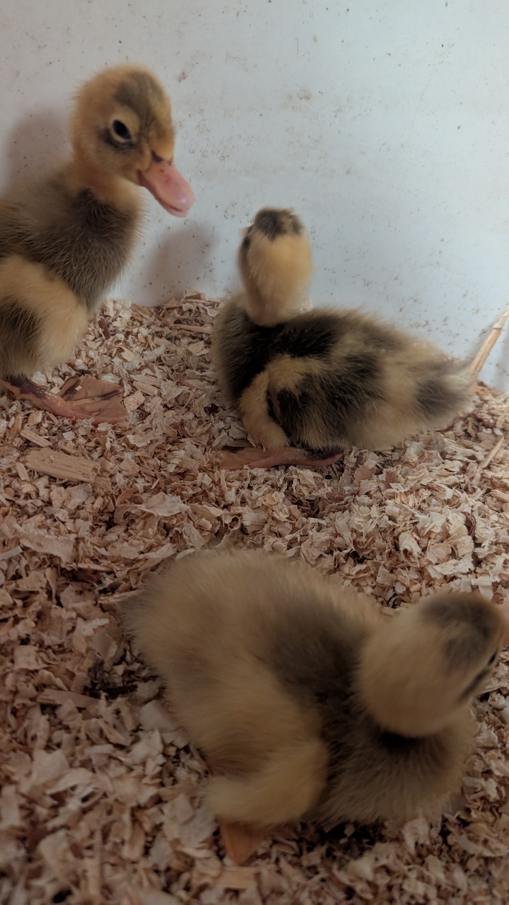 White and Fawn Runner Ducklings 3