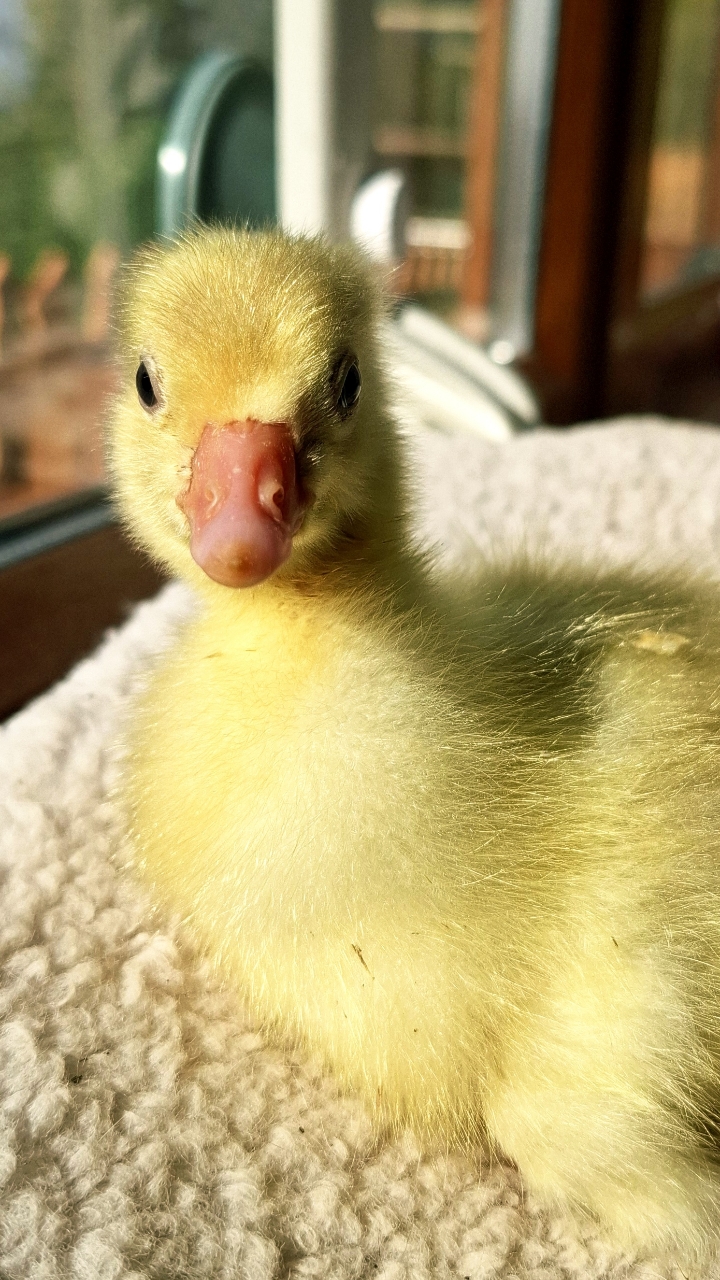Sebastopol Goslings