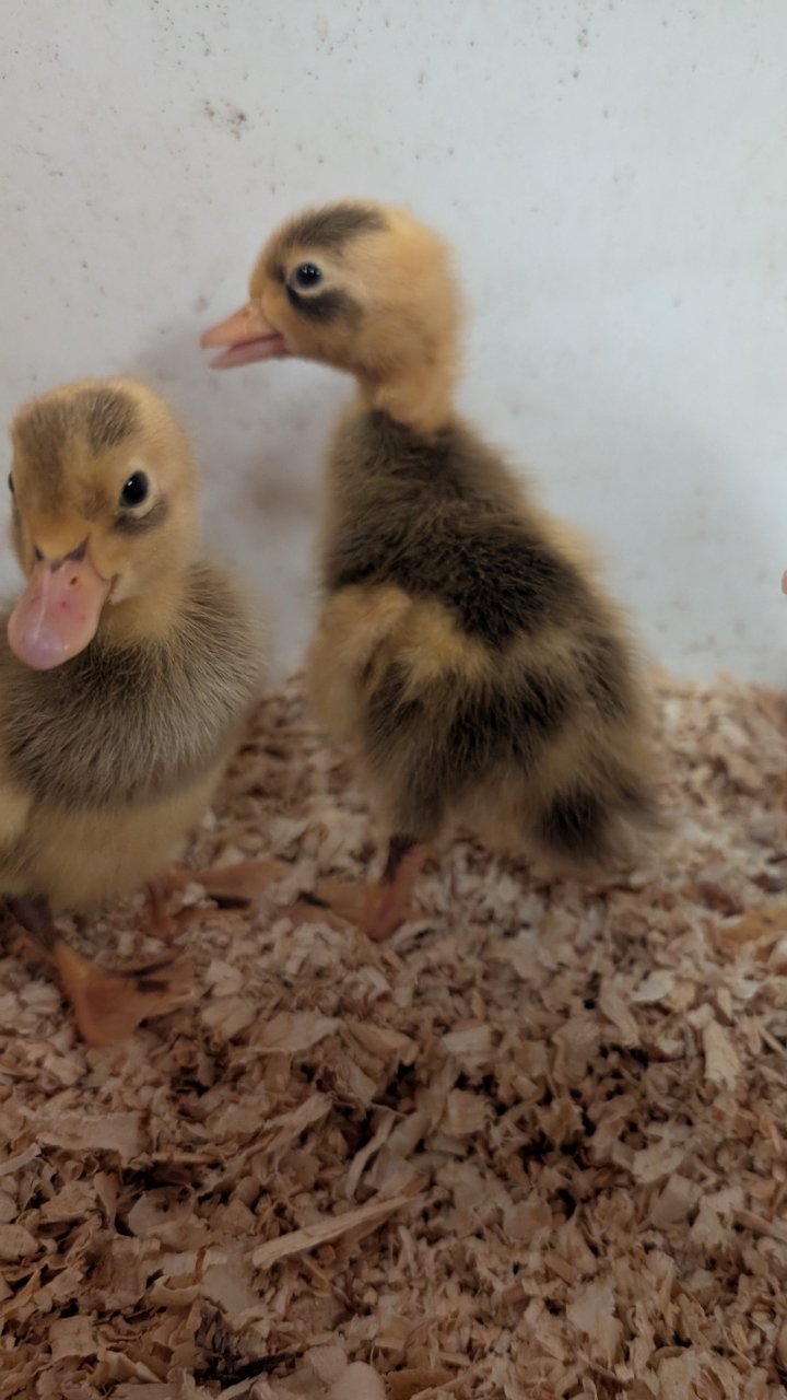 White and Fawn Runner Ducklings 2
