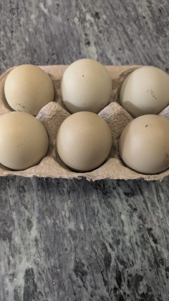Olive Egger Hatching Eggs 2