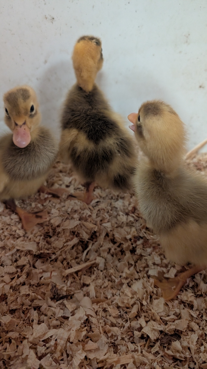 White and Fawn Runner Ducklings