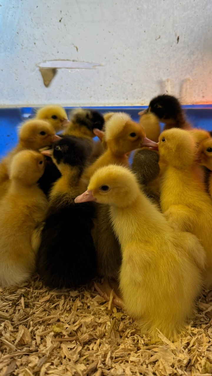 Ducklings Runners and White Campbells