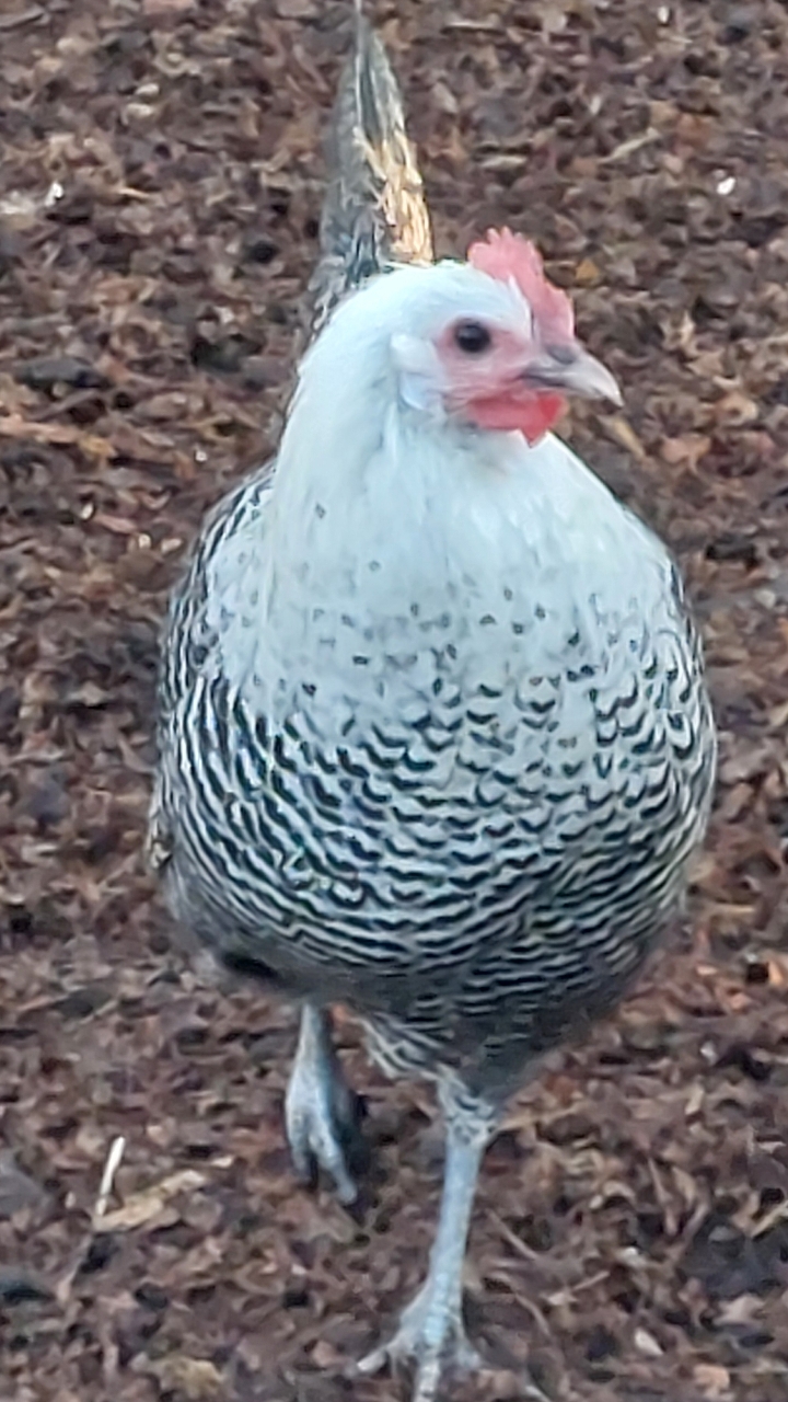 Silver Campine POL 2