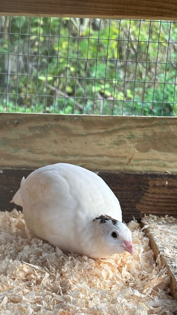60 Coturnix Quail Eggs 4
