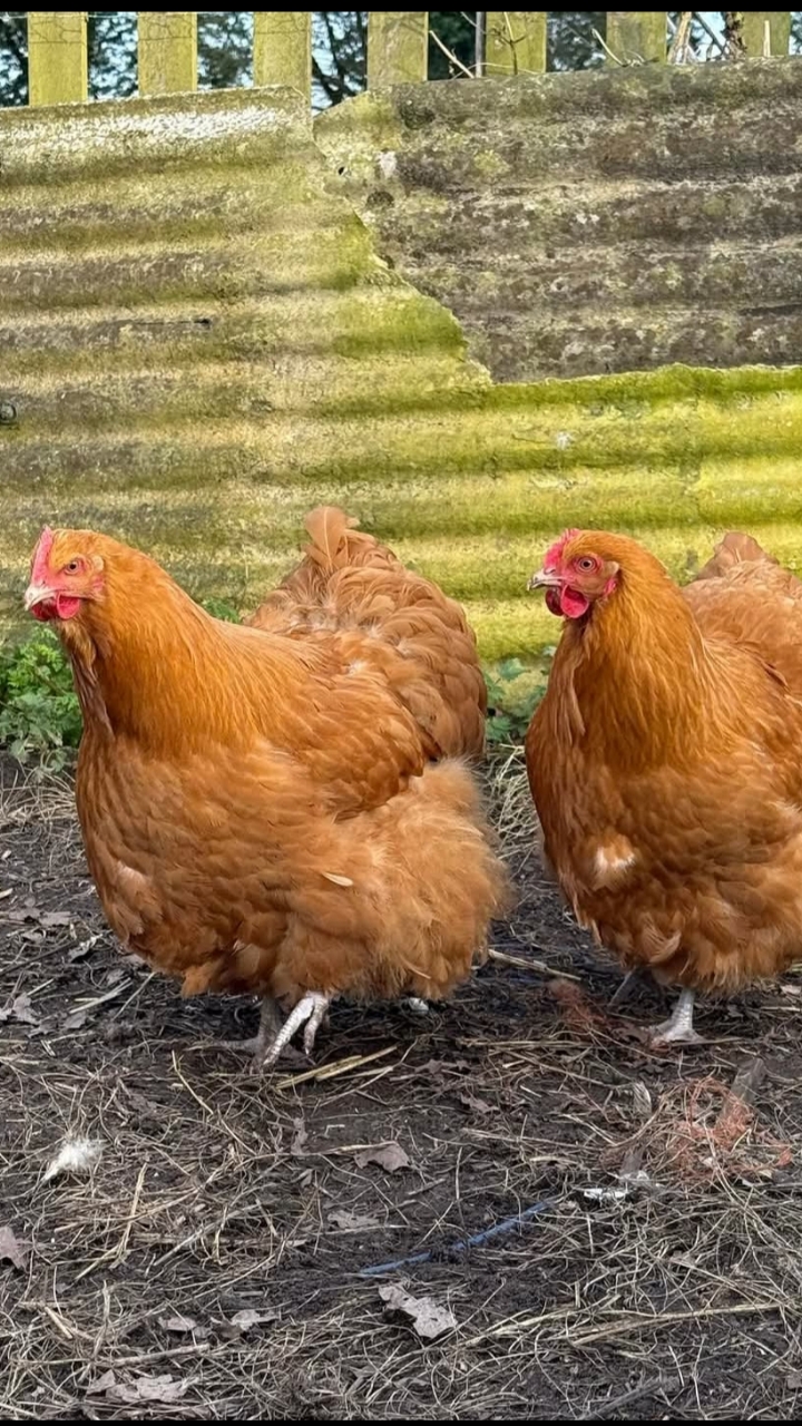 Buff Orpington Hatching Eggs