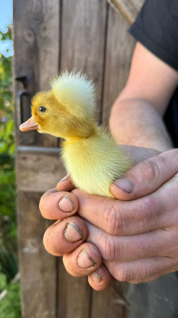 Ducklings Runners and White Campbells 2