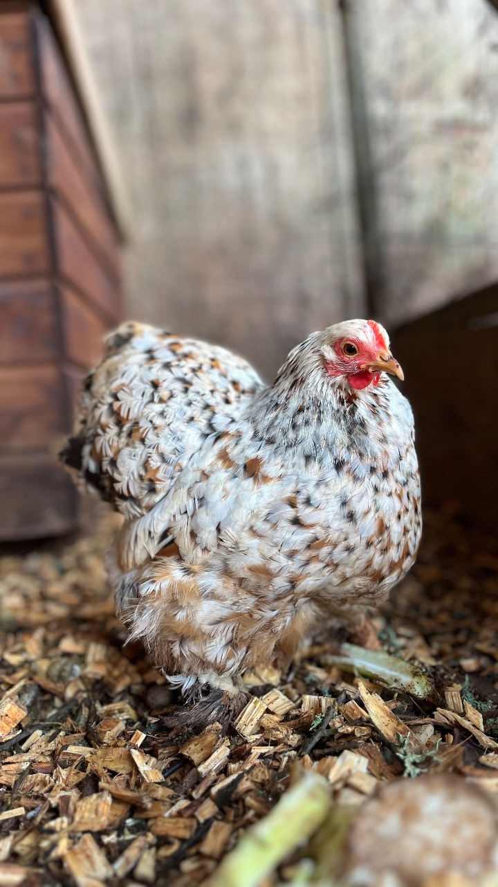 Millifleur Pekin Hatching Eggs 5