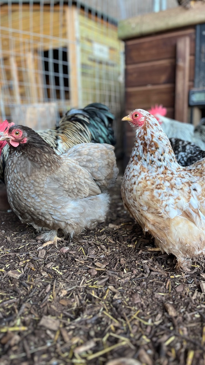 Millifleur Pekin Hatching Eggs 3