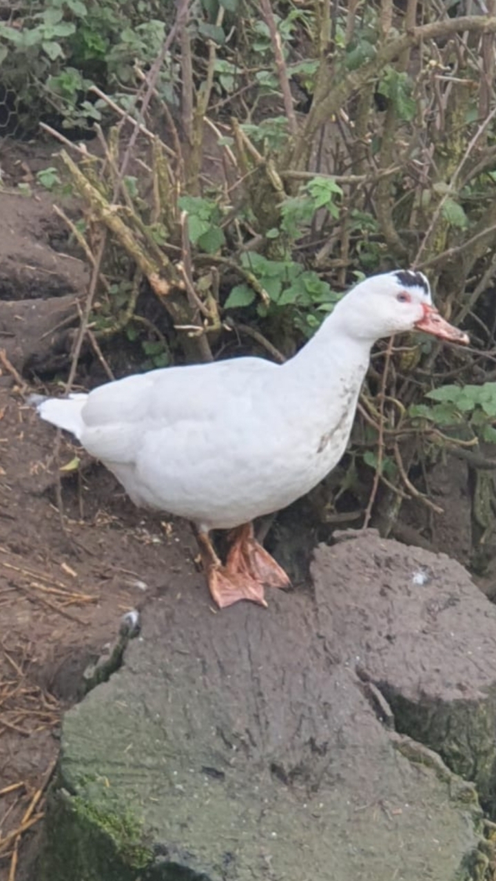 White Muscovy Duck Hatching Eggs 2