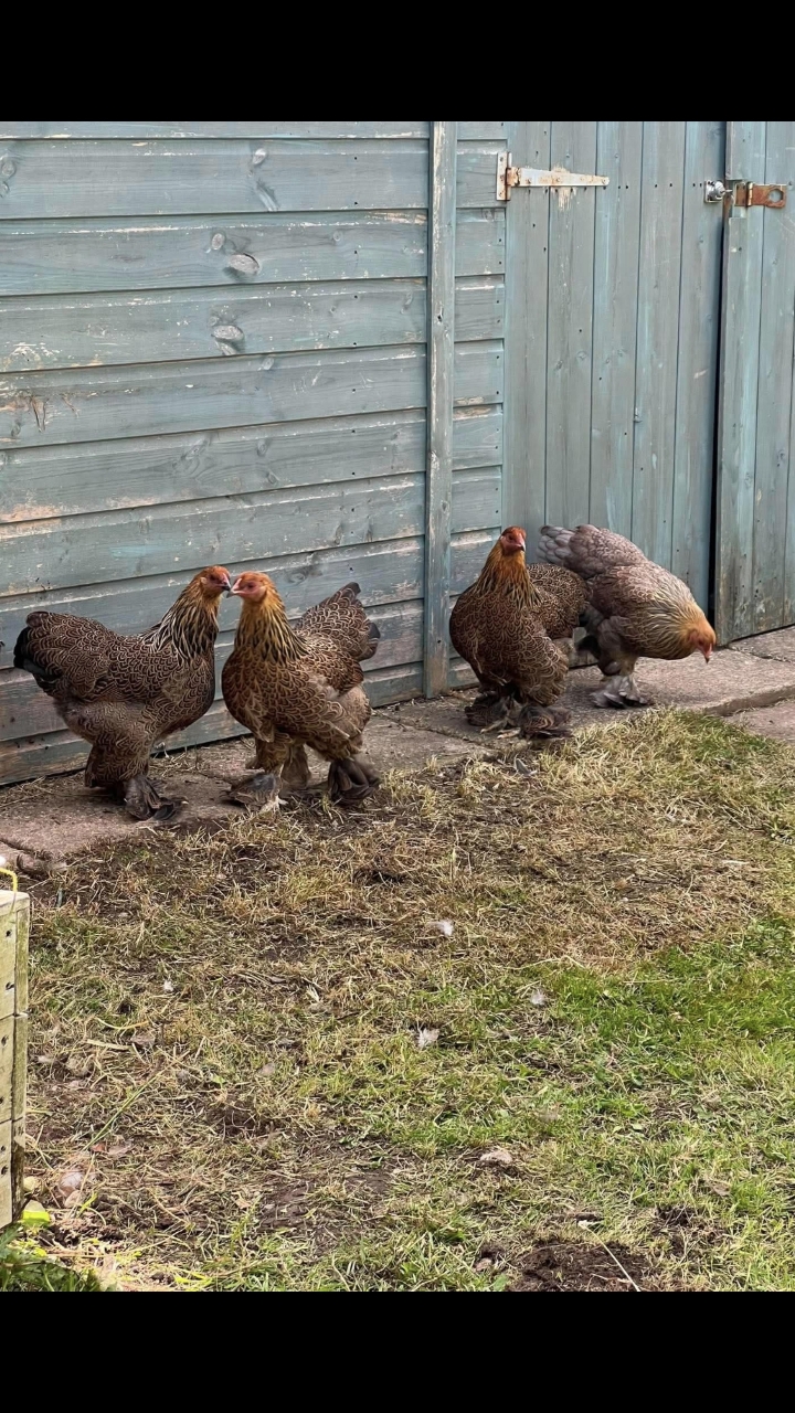 gold partridge brahma bantam trio 4