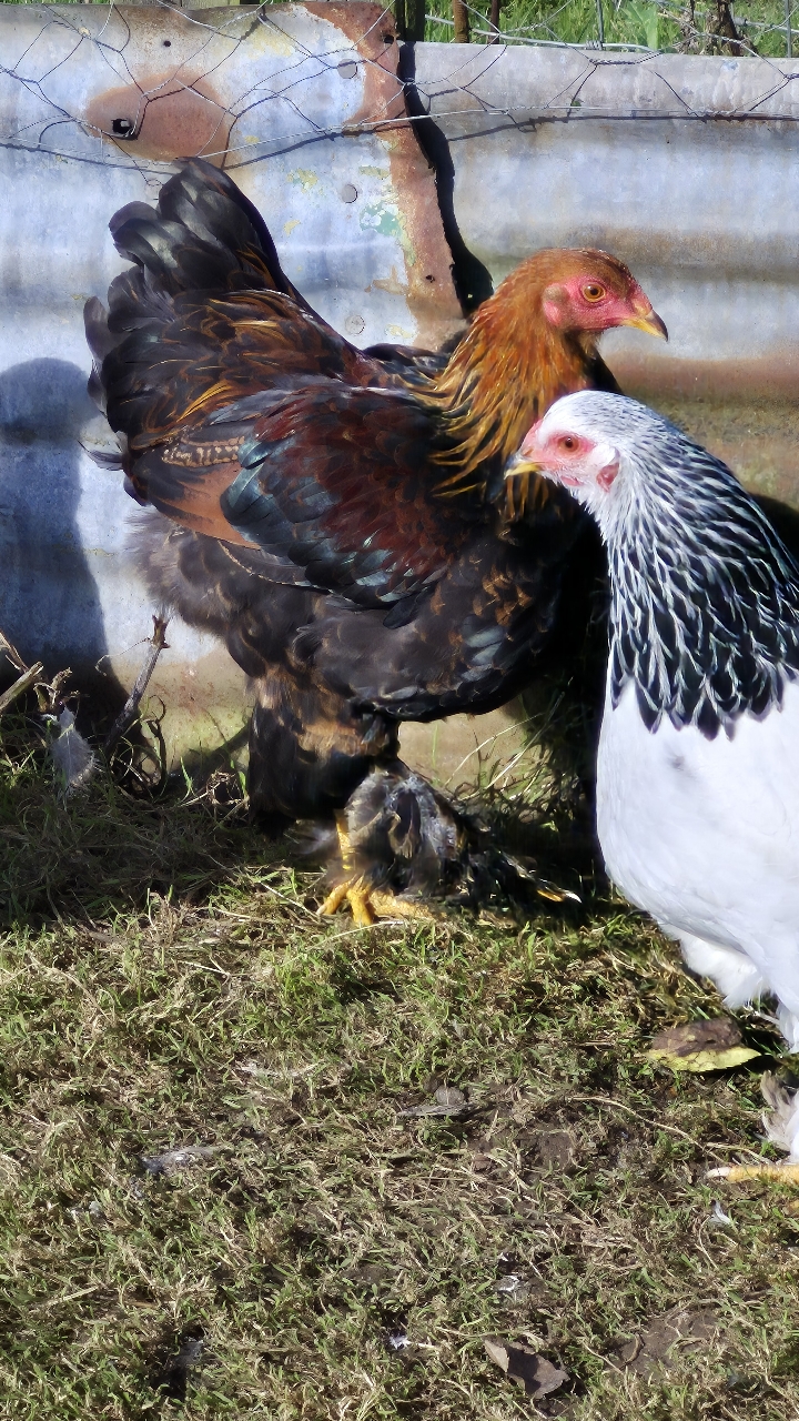 gold partridge brahma bantam trio 3