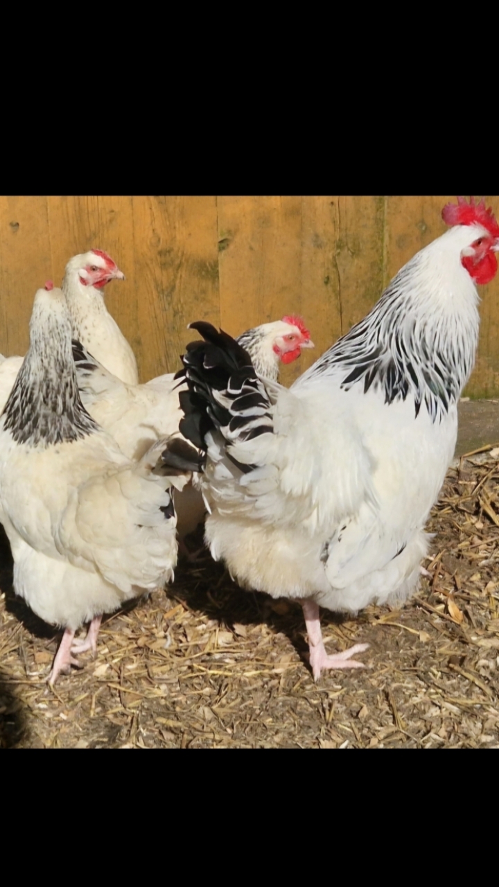 Light Sussex Hatching Eggs