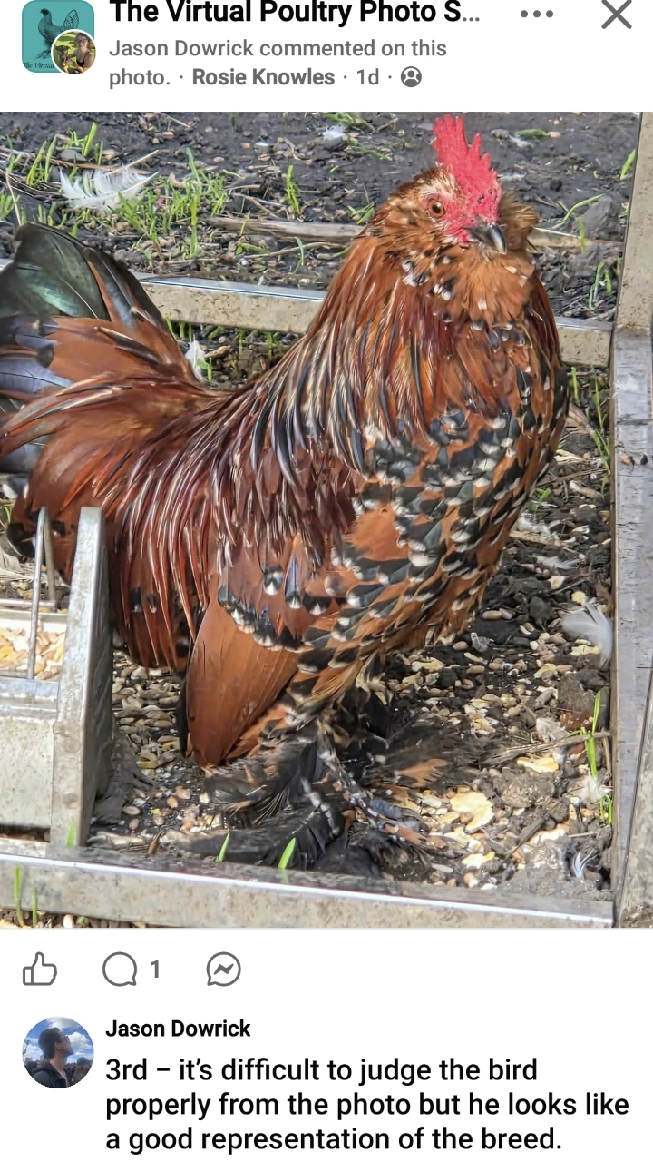 Barbu D'uccle chicks 8