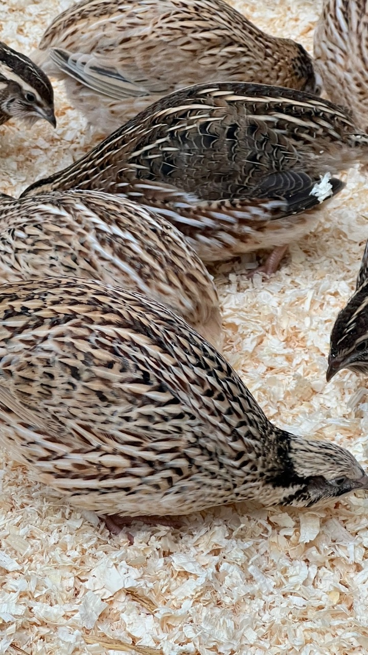 60 Coturnix Quail Eggs 3